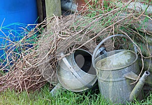 Old style galvanised metal watering cans on allotment.