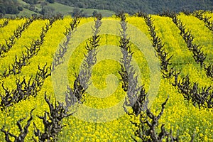 Old-style grape vineyard, California