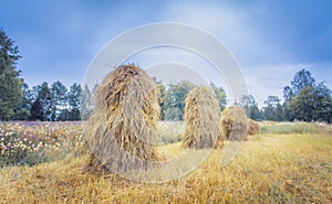 Old style hay poles in field. Photo from Kuhmo, Finland.