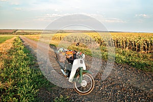 Old style motorcycle on a dirt road in a field of sunflowers,