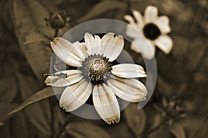 Old style sepia flowers