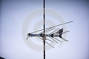 Old style TV antenna with a pigeon