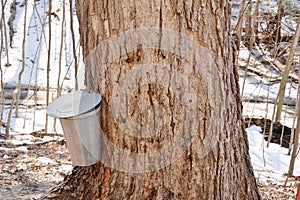 Old sugar maple tapped for sap