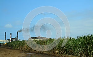 Old sugar mill & sugar cane field