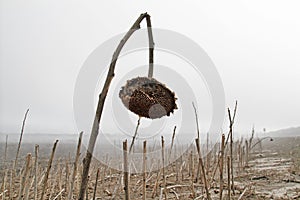 An old sunflower on foggy field