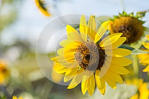 Old sunflower with petal and sunlight