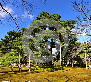 Old supported tree in Kenrokuen Garden in Japan