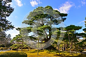 Old supported tree in Kenrokuen Garden in Kanazawa