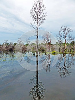 Old Swamp and Trees at Preah Khan Baray