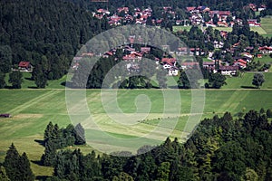 The Old Swan Castle forest