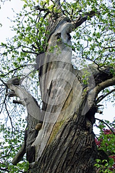 Old sweet chestnut tree