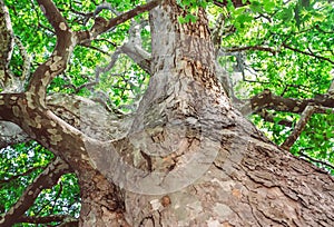 Old sycamore tree