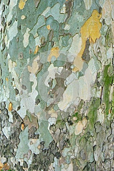 Old sycamore tree Platanus Orientalis bark/outer layer texture - vertical, close up with natural light