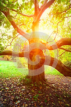 Old sycamore tree and sun light