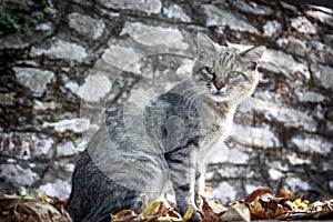 Old tabby grey cat