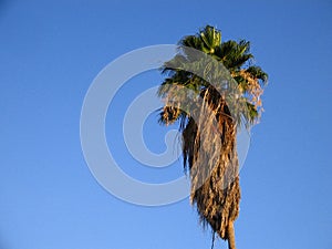 Old and tall Copernicia tectorum tree. Palma Llanera in Spanish