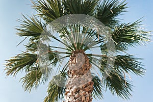 Old tall palm tree in the blue sky