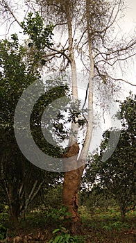 Old tall tree in the forest of Africa