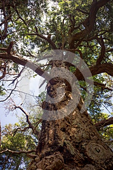 Old Tall Tree San Juan Island Pacific Northwest