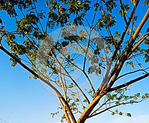 old tall tree up to blue sky