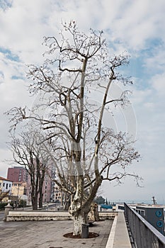 Old and tall trees rising up without leaves in the port city of Koper, Slovenia on a dull gray day