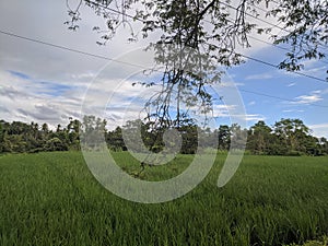 old tamarind tree by the roadside near the traditional water canal in the rice fields 5