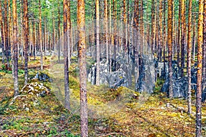 Old tank barrier with rocks from world war 2 in a forest