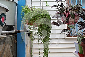 An old tap in the garden with plant at the background