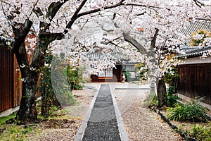 Old temple with cherry blossoms at Imaicho in Nara, Japan