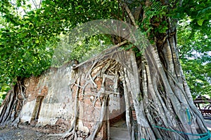 Starý chrám v strom 