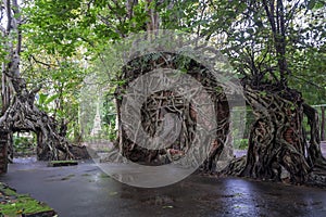 Old temple with tree roots