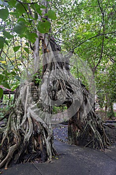 Old temple with tree roots