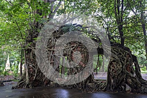 Old temple with tree roots