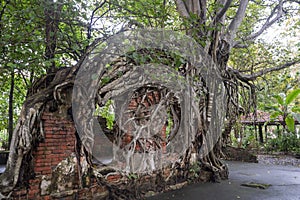 Old temple with tree roots