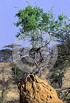 Old Termite Mound   10558