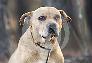 Old terrier mix mutt dog on leash outside