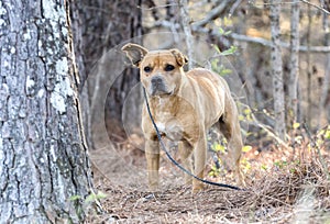 Old terrier mix mutt dog on leash outside