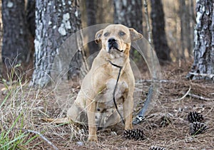 Old terrier mix mutt dog on leash outside sitting down