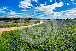 Old Texas Dirt Road in Field of Texas Bluebonnet Wildflowers