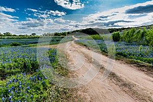 Old Texas Dirt Road in Field of Texas Bluebonnet Wildflowers