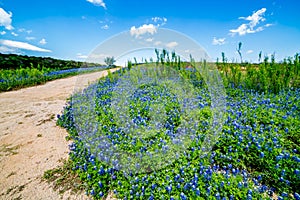 Old Texas Dirt Road in Field of Texas Bluebonnet Wildflowers