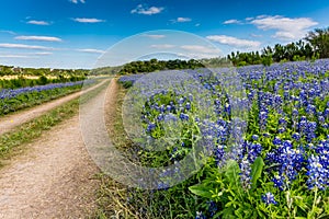 Old Texas Dirt Road in Field of Texas Bluebonnet Wildflowers