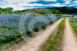 Old Texas Dirt Road in Field of Texas Bluebonnet Wildflowers