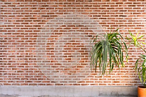 Old Texture brick wall background with plant - copy space
