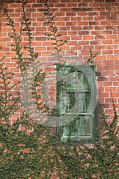 Old Texture brick wall, detailed pattern covered in ivy