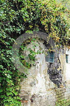 Textured brick wall overgrown house with green hops