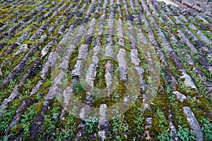 An old tile roof covered with moss and vegetation