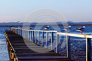 Old timber jetty with Silver gulls by dusk photo