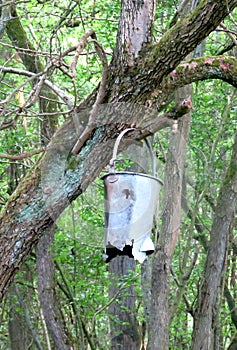 Old tin bucket hanging from a forest tree