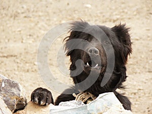 An old and tired black herding dog. With the rope tied around his neck, he waits for the herd to return